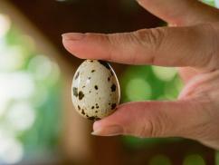 Ostersonntag-Schmaus (Mittag)